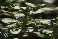 Phlebophyllum kunthianum